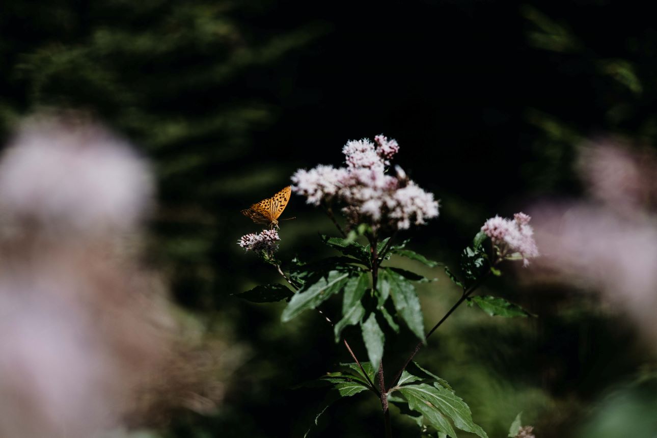 Verbringe viel Zeit in der Natur mit Deinen Kids.