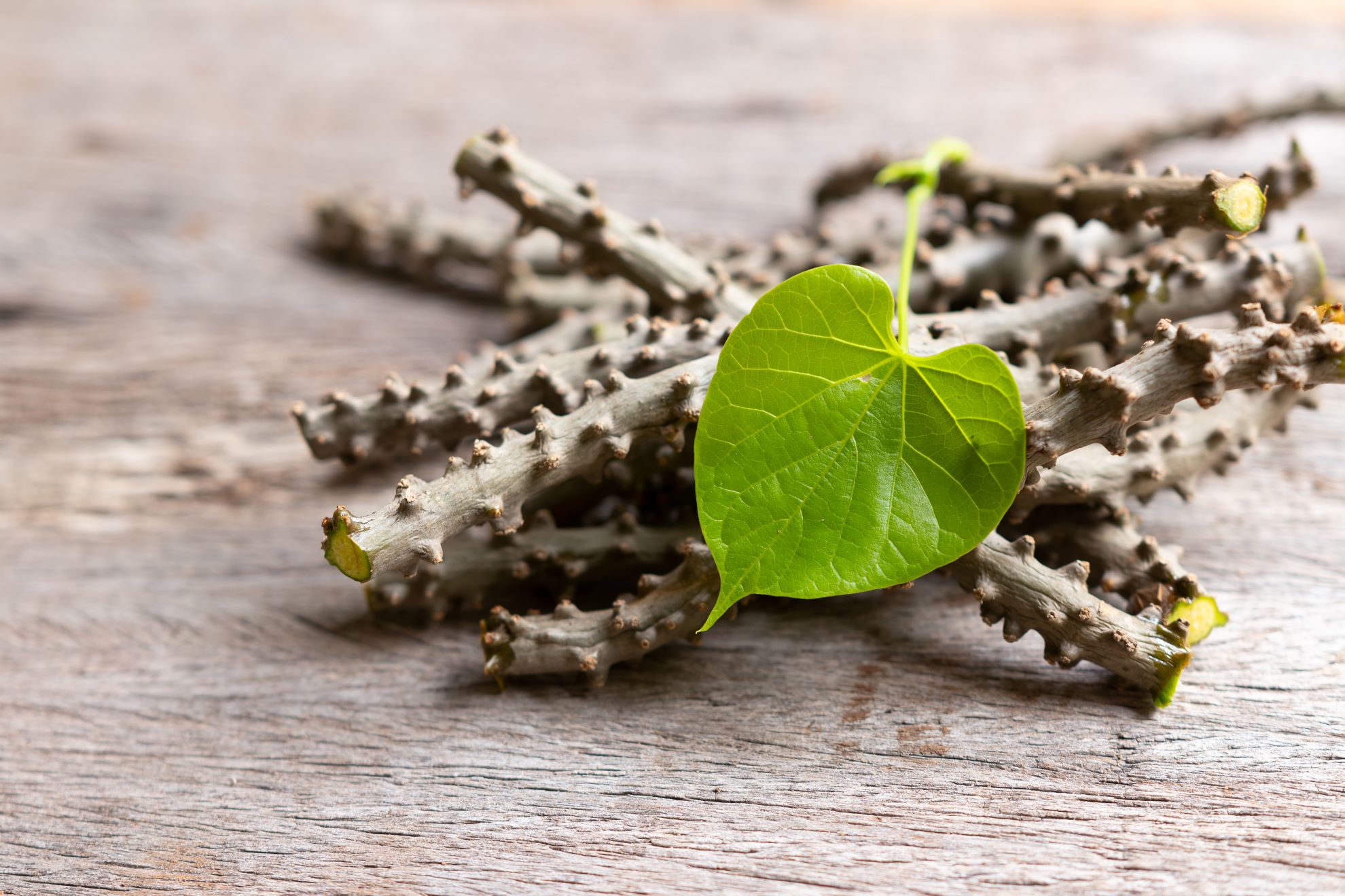 Guduchi ist im Ayurveda seit Jahrtausenden eine äußerst wertvolle Heilpflanze.