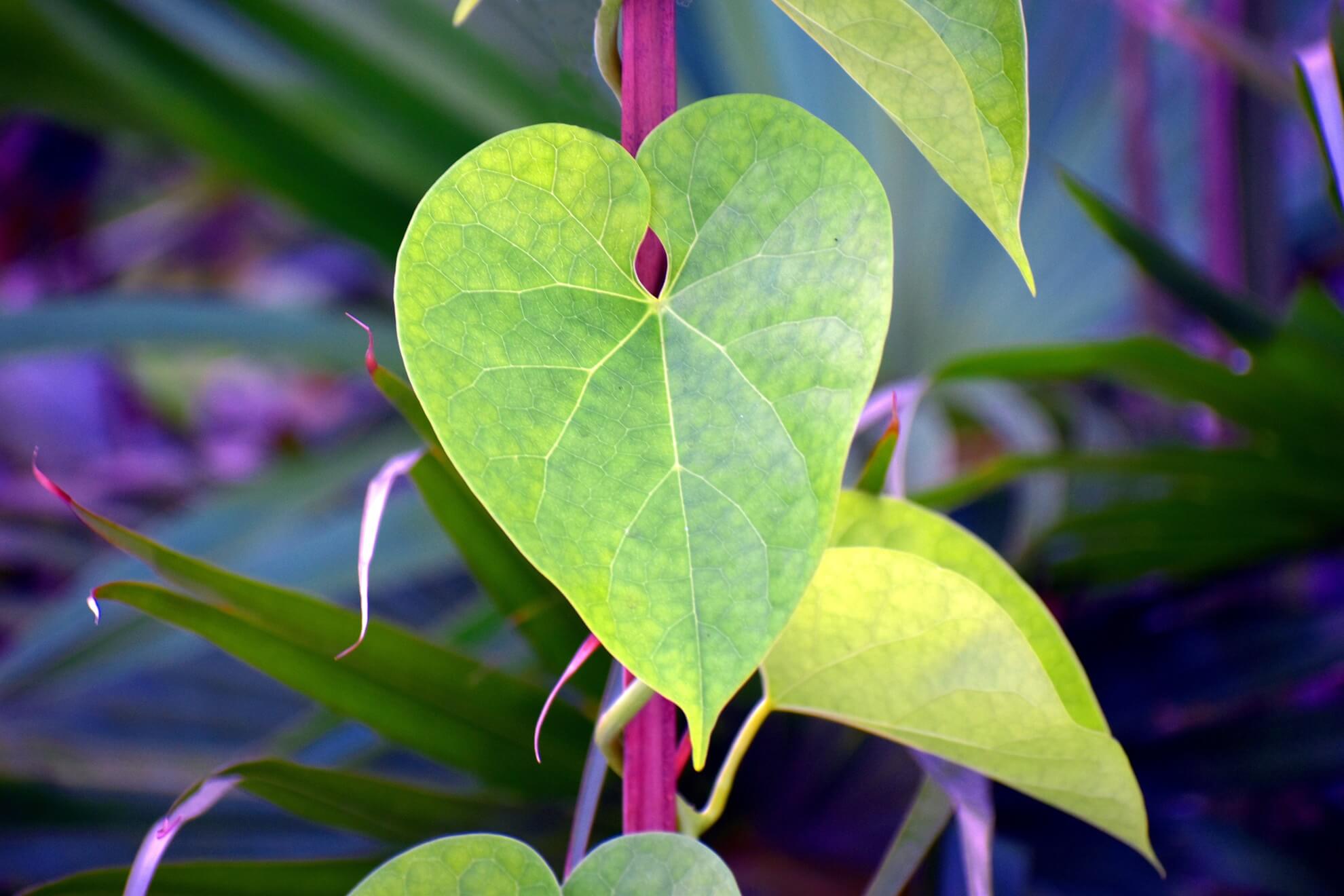 Die Giloy-Pflanze Guduchi hat im Ayurveda vielfältige gesundheitsfördernde Wirkungen.