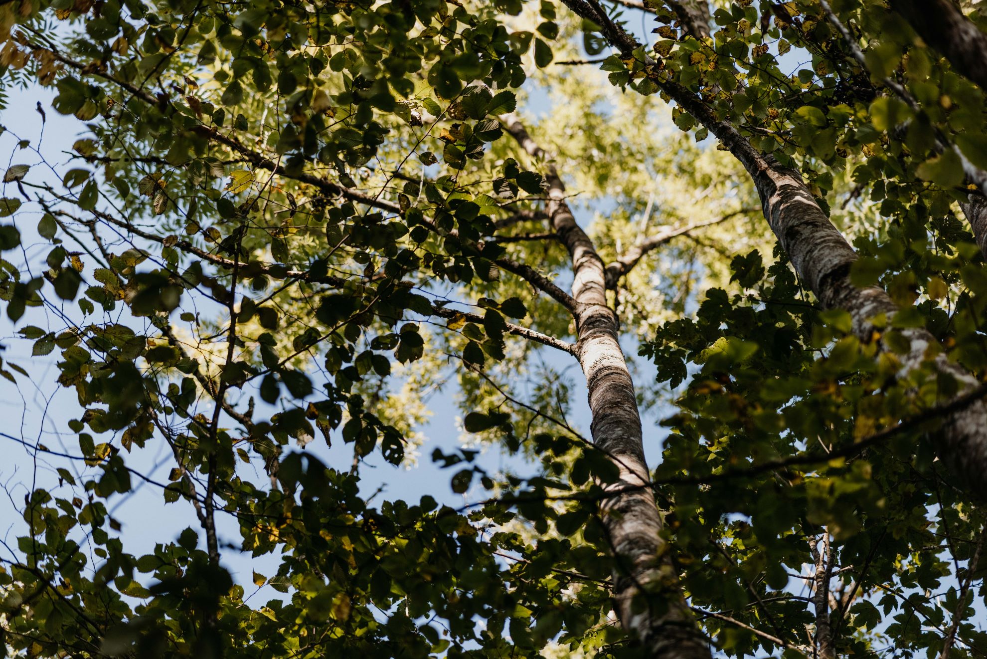 Für mehr Schwung im Frühling bieten sich zügige Spaziergänge an.