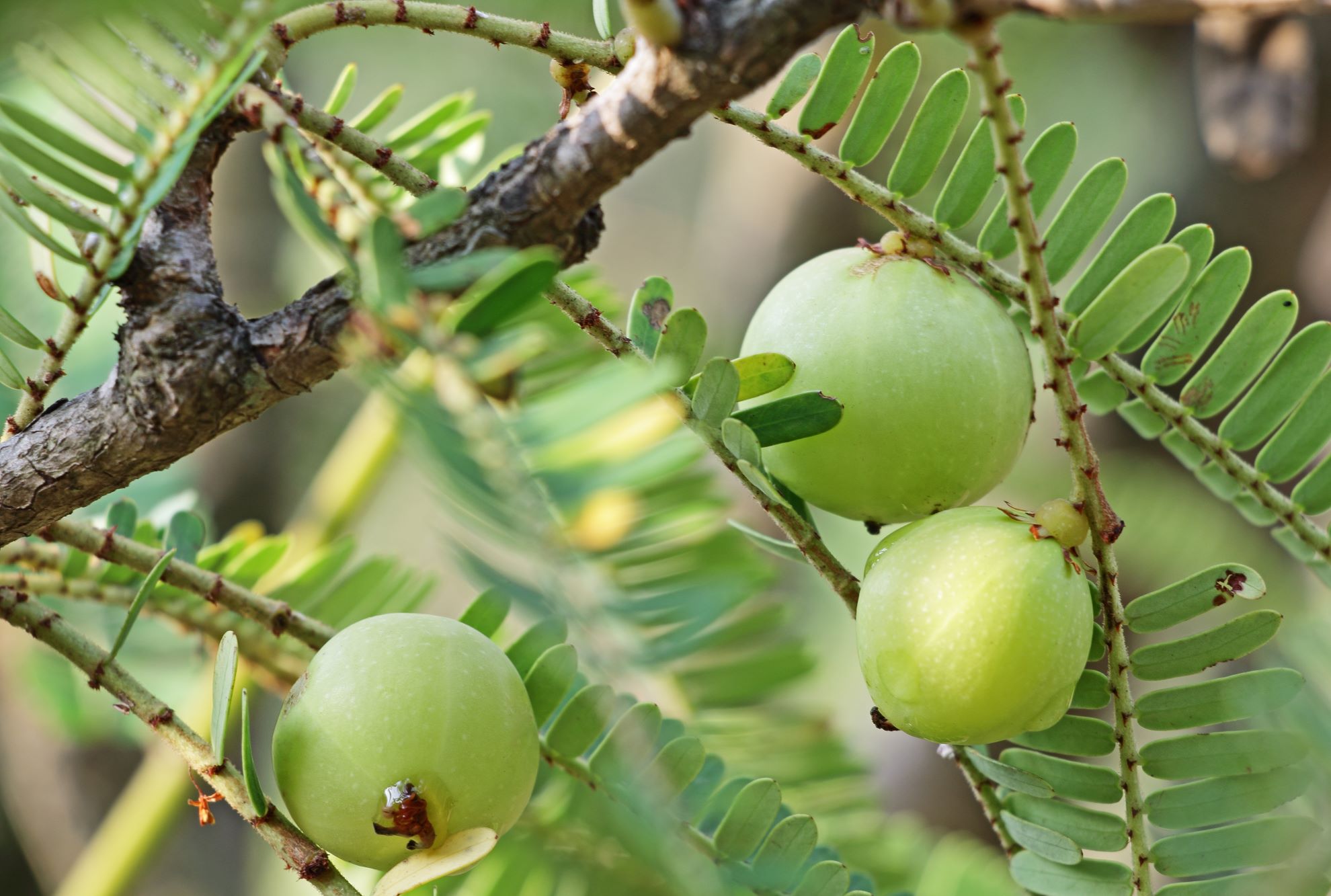 Kräftigend, ausgleichend, ja sogar verjüngend: Diese und weitere Wirkungen soll die Amla-Frucht haben.