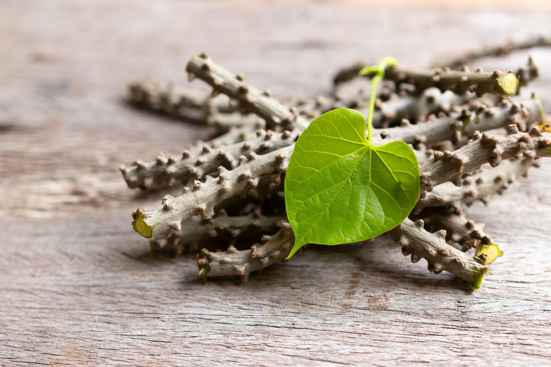 Guduchi ist im Ayurveda seit Jahrtausenden eine äußerst wertvolle Heilpflanze.