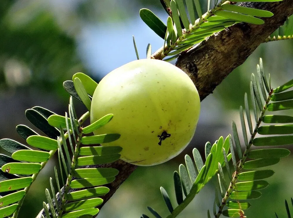 Obst wächst auf dem Baum