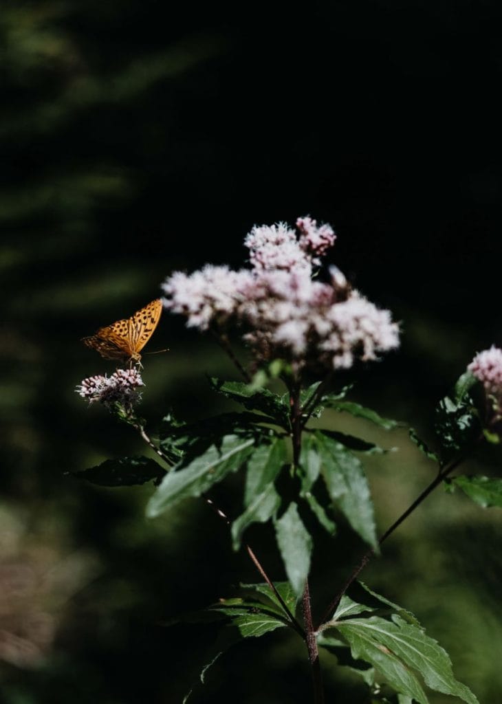 Verbringe Zeit in der Natur
